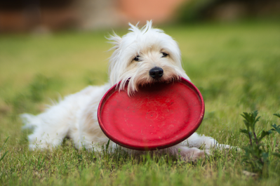 Dog Playing With Frisbee