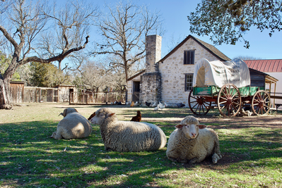 sheep and a covered wagon located at Lyndon B. Johnson State Park