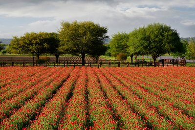 Fredericksburg farm with a variety of trees and poppyseed