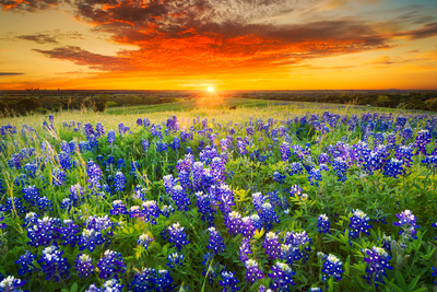 field of Texas bluebonnets at sunset in Fredericksburg TX
