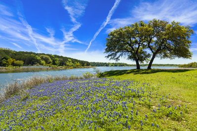 bluebonnets growing along the riverside in the Texas Hill Country