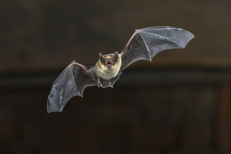 bat flying through the air 