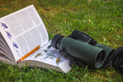 binoculars and a bird watching guide sitting in grass 