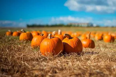 pumpkin patch