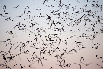 bats in Texas sky