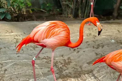 flamingo