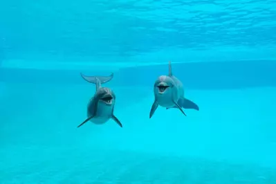 dolphins