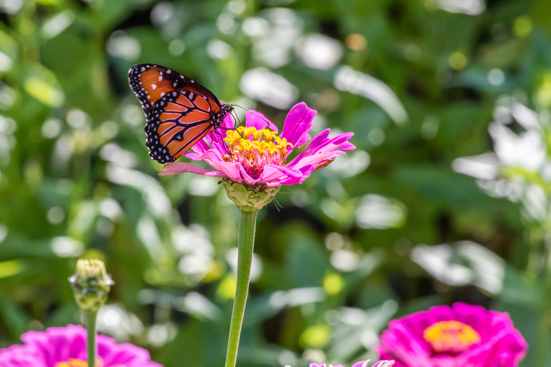 butterfly on flower