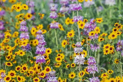 Fredericksburg flowers