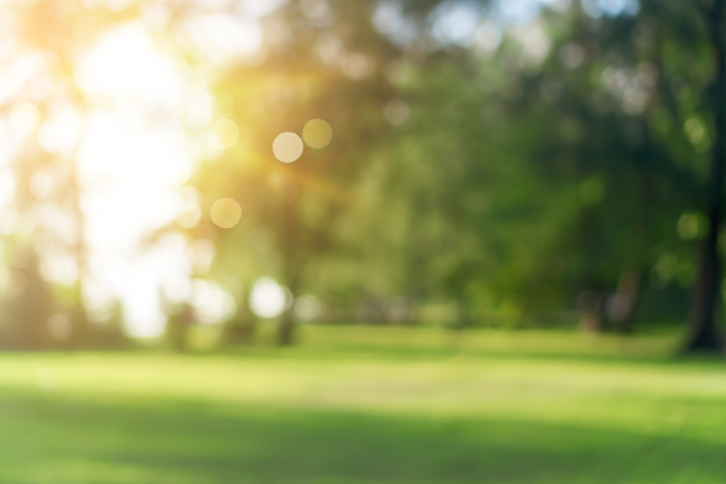blurred park on sunny day